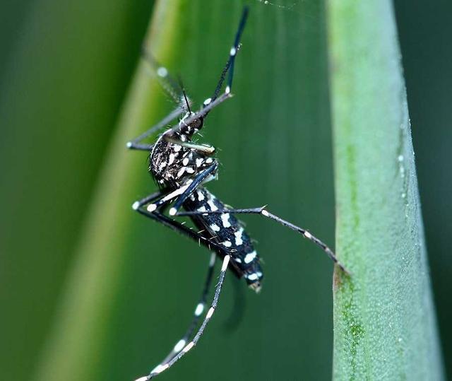 夏天人人"喊打"!花蚊子偷渡近50年,"全民公敌"要如何消灭它