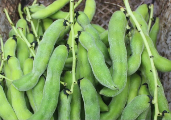 龙爪豆:药食同源