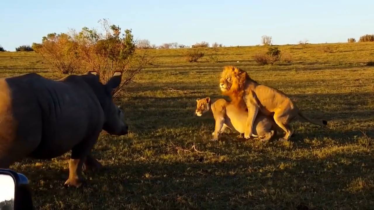 老虎能单杀成年犀牛吗?为什么?