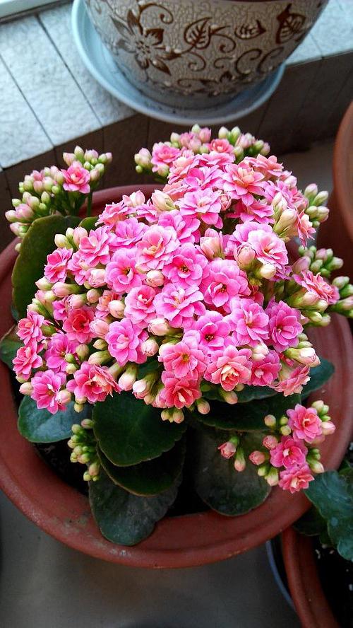 寓意吉祥的"4种花",建议家里养一盆,好养还利于健康