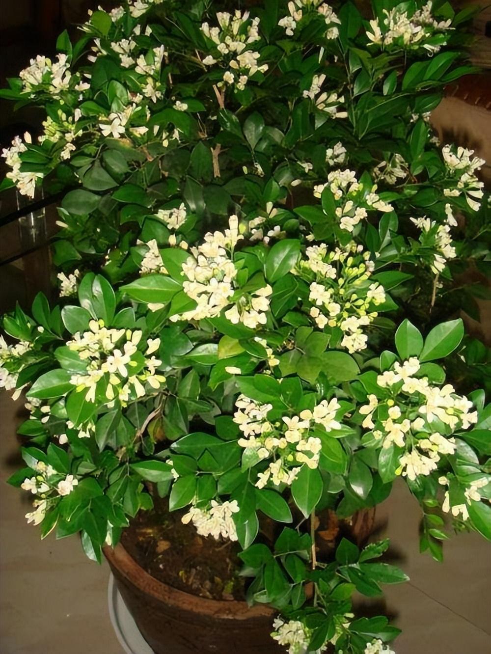 阳台放两盆"香水皇后",可以净化空气,关键是适合新手