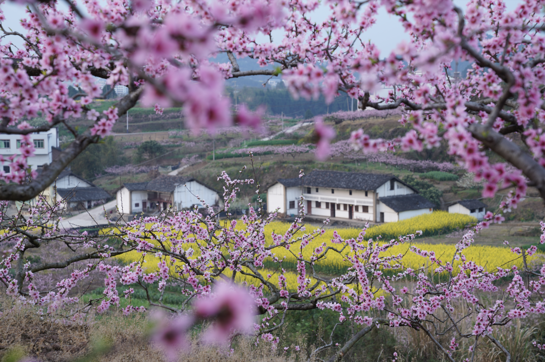 仙境桃花林图片