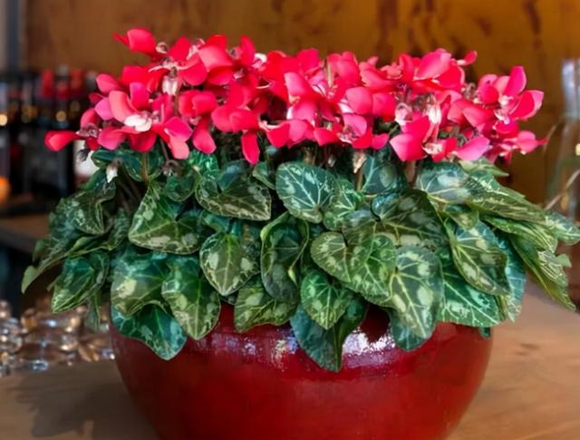 花卉界的"十二生肖"花,看看你认识几种?