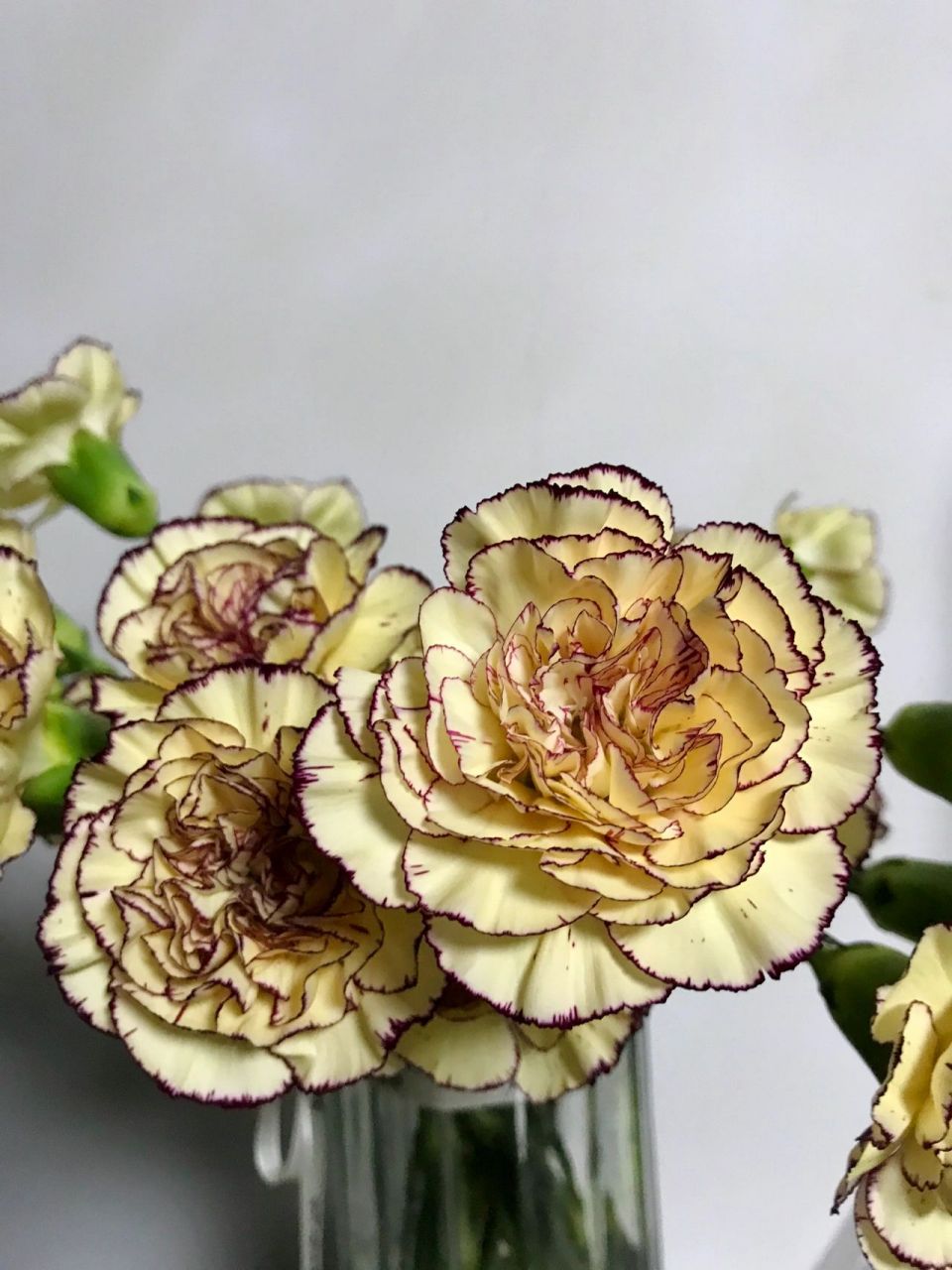 皇子康乃馨 也叫奈特/眼线,好像是个哥康品种,奶油黄底色 深紫红花边