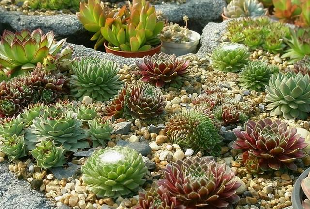 这些"皮糙肉厚"的多肉,冬天0度下,下雪天也不怕,皮实又泼辣