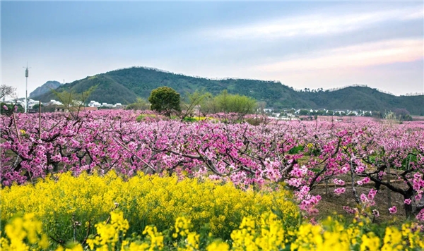 田园东方水蜜桃图片