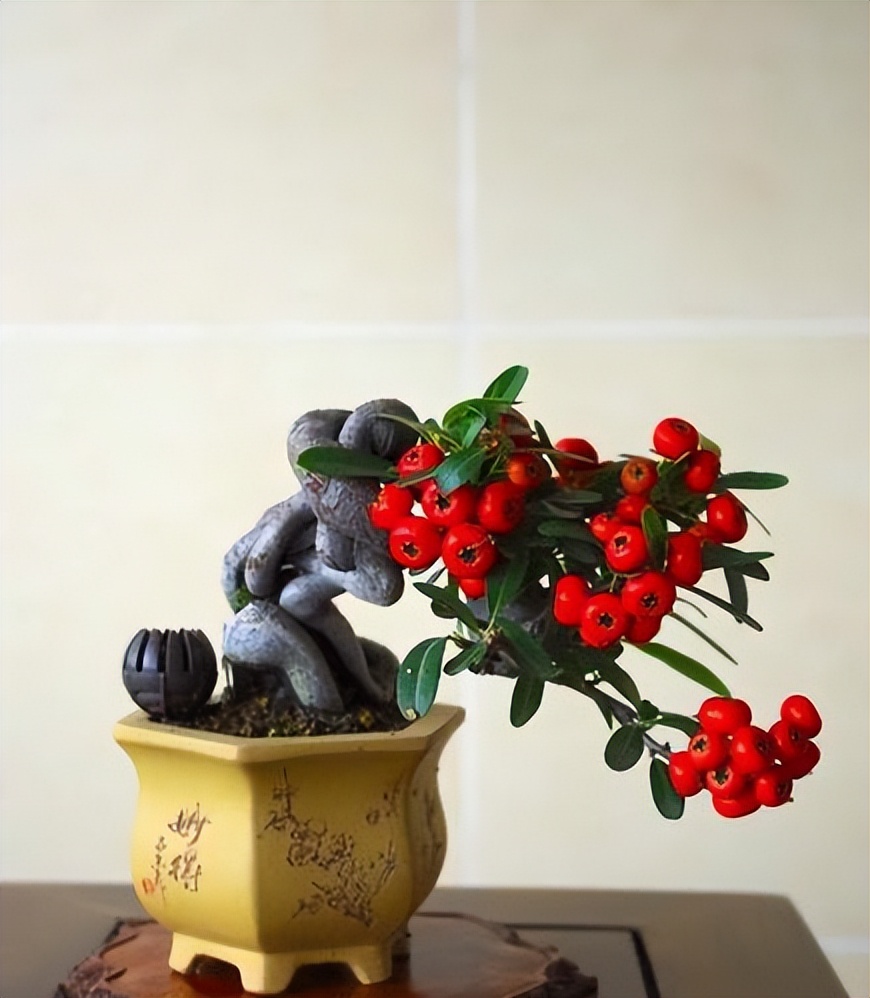 农村山上的1种树,人称"红子刺",是极好的盆景树