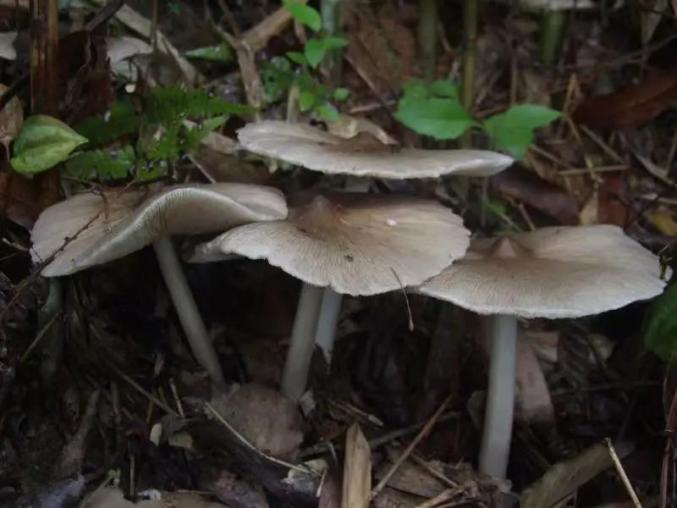 cop15 | 探寻黄连山蚁巢伞