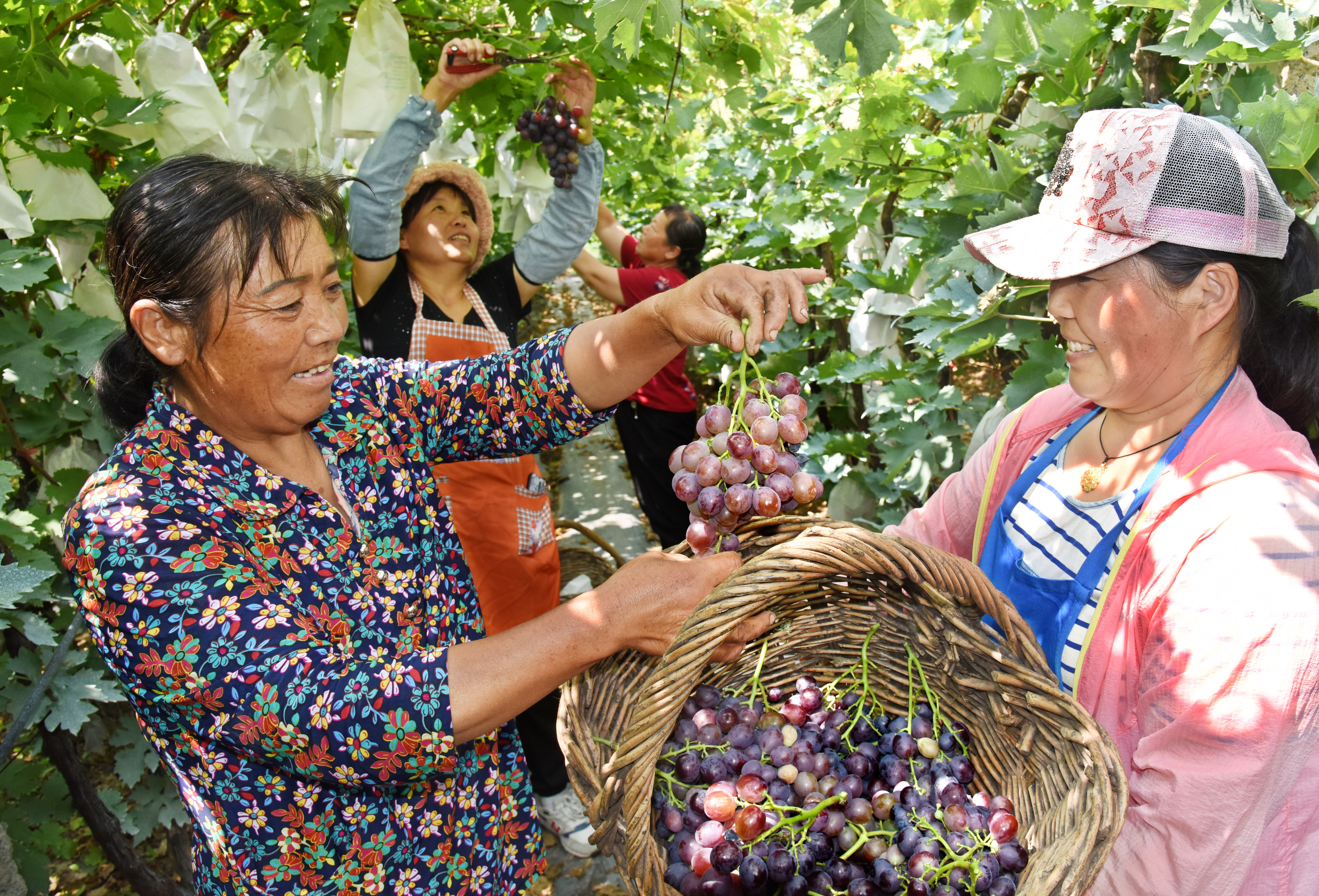 山东大泽山葡萄丰收上市(2)