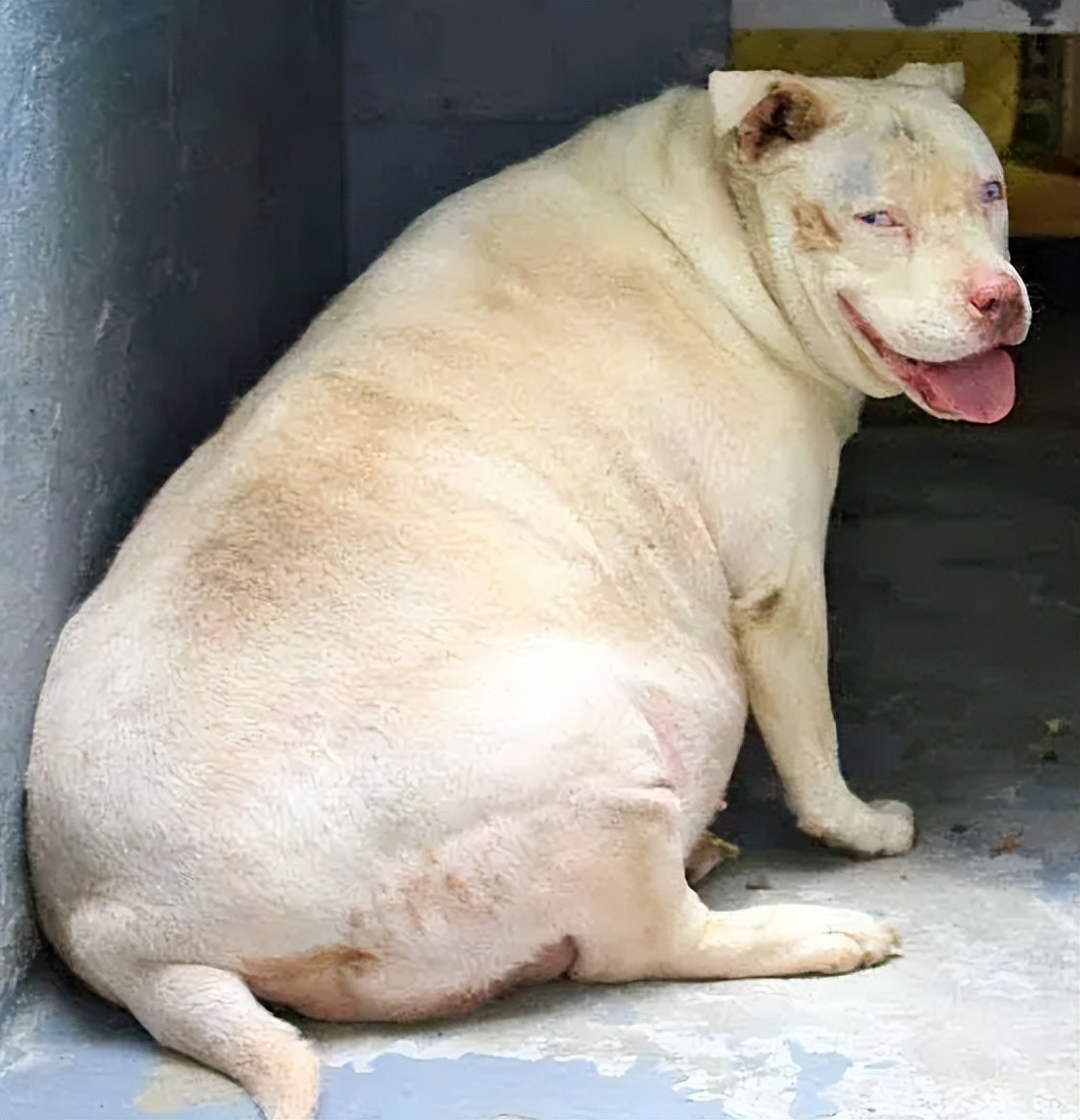 你问我答:狗狗肥胖的危害你知道吗?不要玩火!