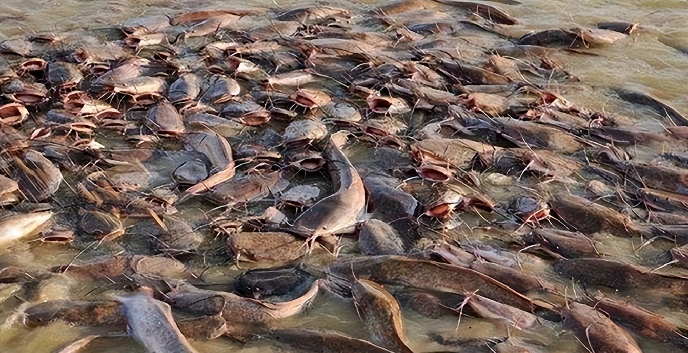 印度恆河水遭鯰魚物種入侵,為何要求助中國幫忙?