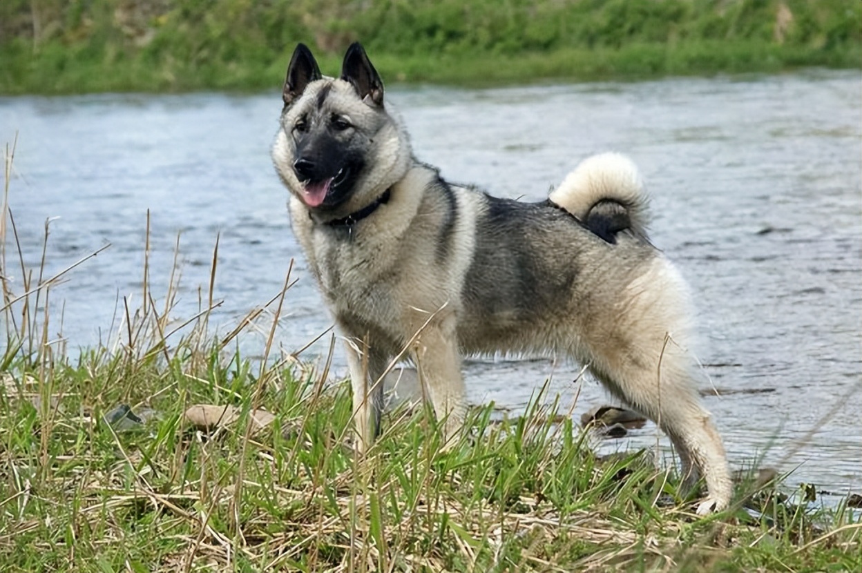 凶狠的猎熊犬,勇敢的挪威猎糜犬你认识吗?