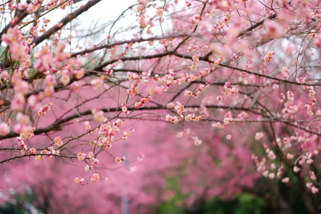 抓紧赏春,今夜起重庆大部地区飘雨