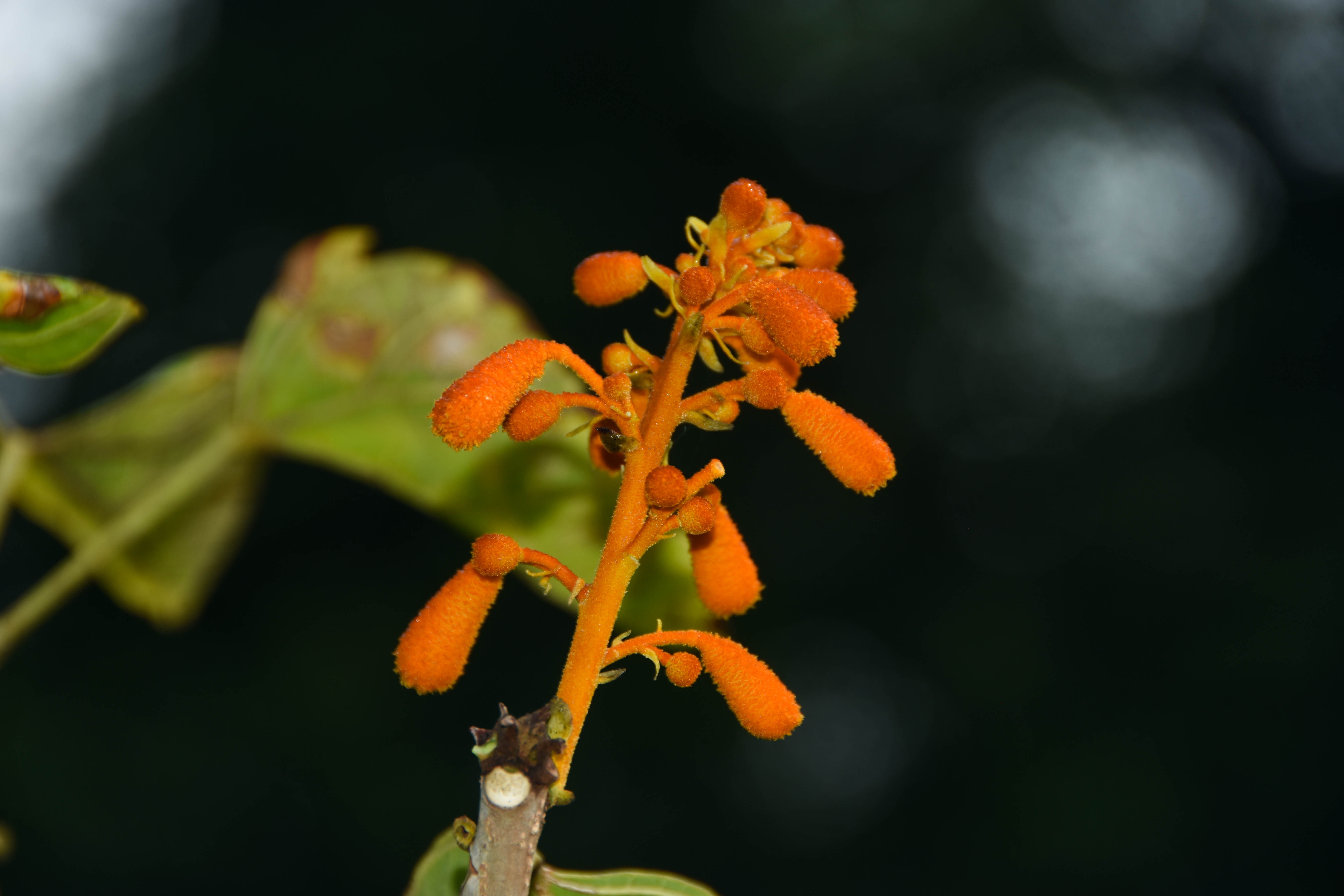 两种极小种群野生植物在昆明植物园首次开花(1)