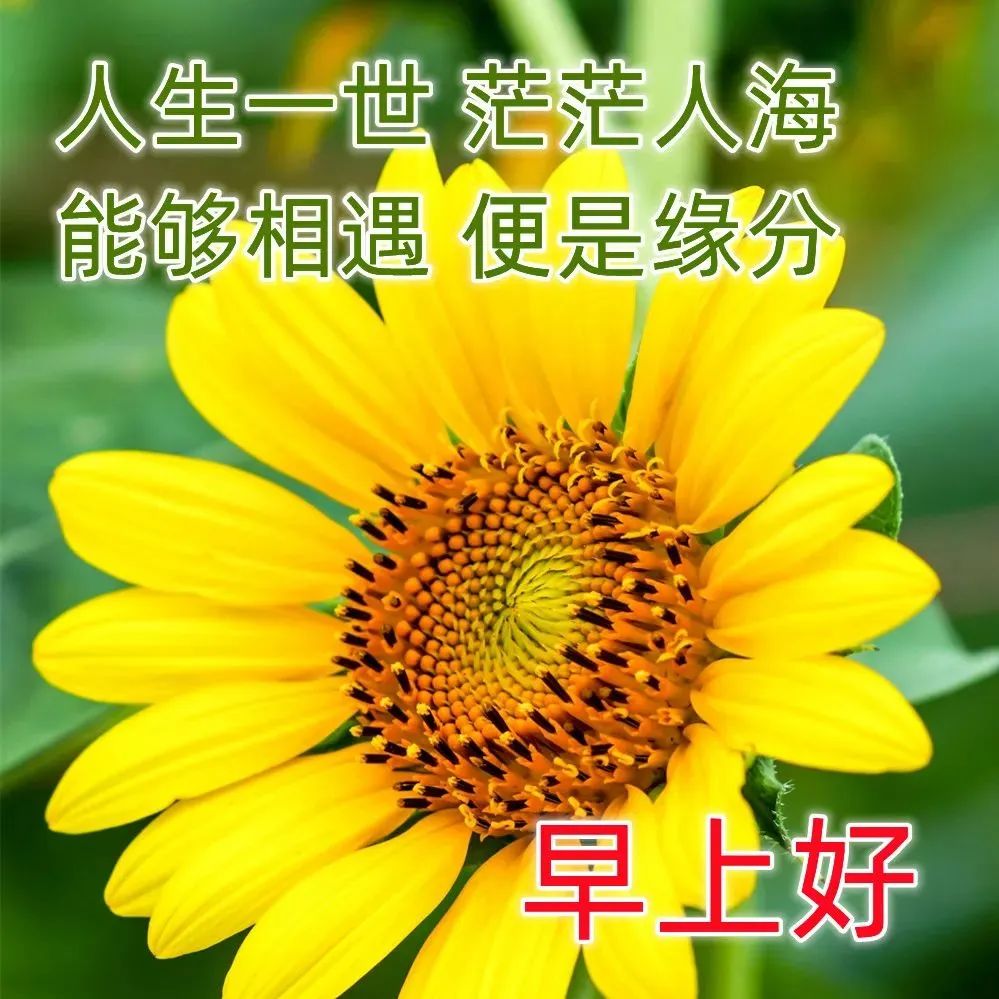 夏季最新版漂亮表情问候祝福语美图,早上问候朋友早上好表情带字