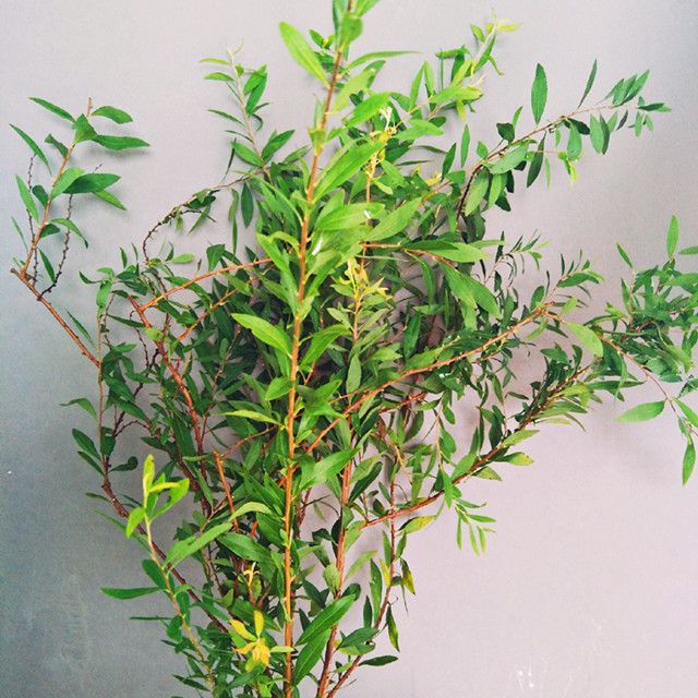 雪柳:冬季中的一抹柔情