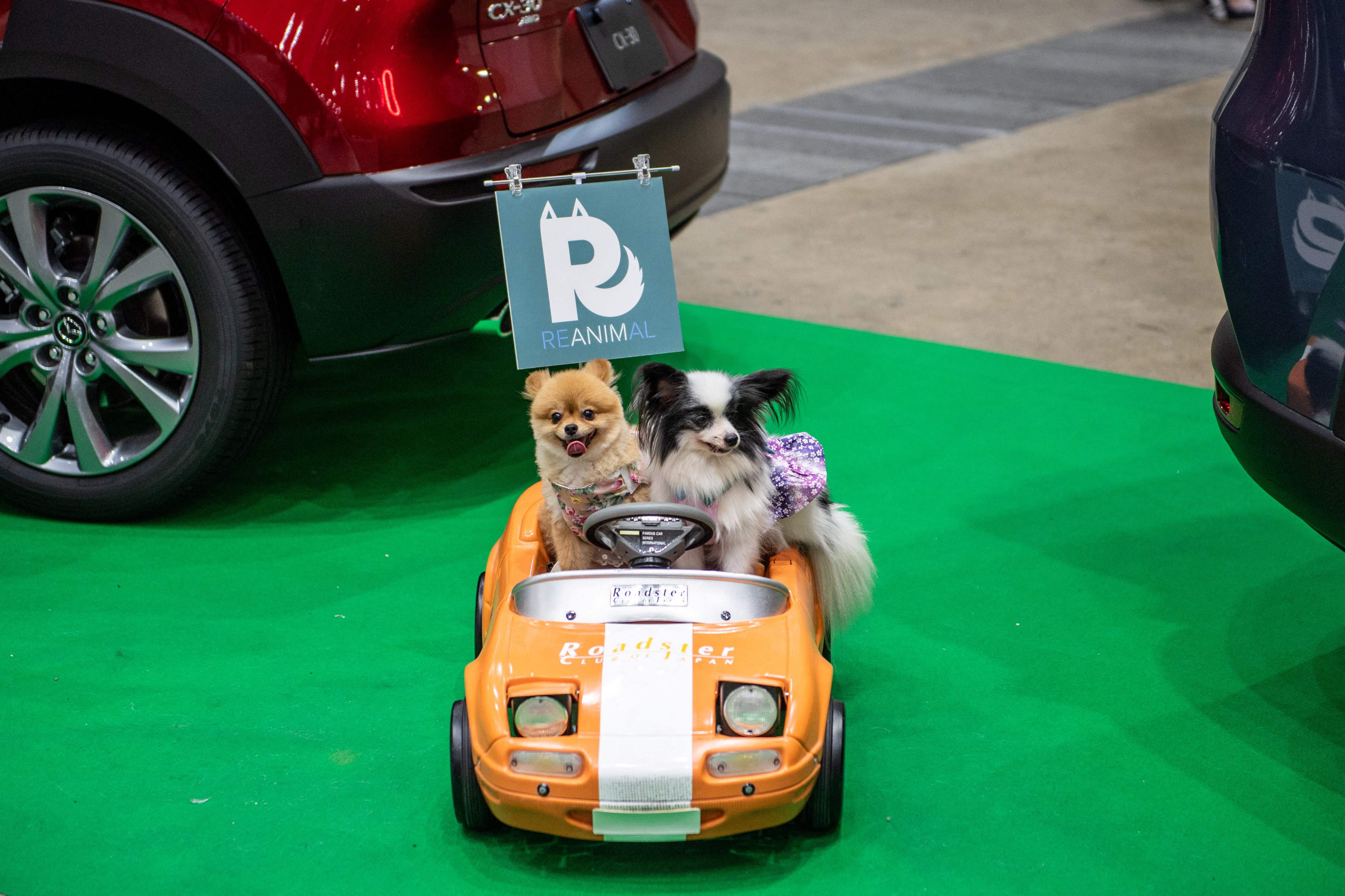 日本东京:宠物博览会上的猫猫狗狗