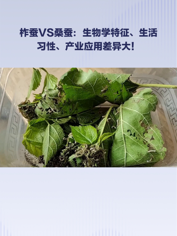 柞蚕和桑蚕有何不同一文详解