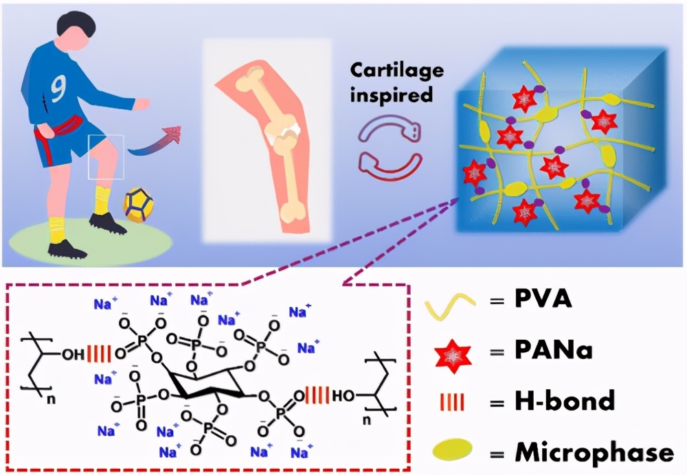 超韧/稳定/抗溶胀/生物启发导电水凝胶,用于关节软骨置换