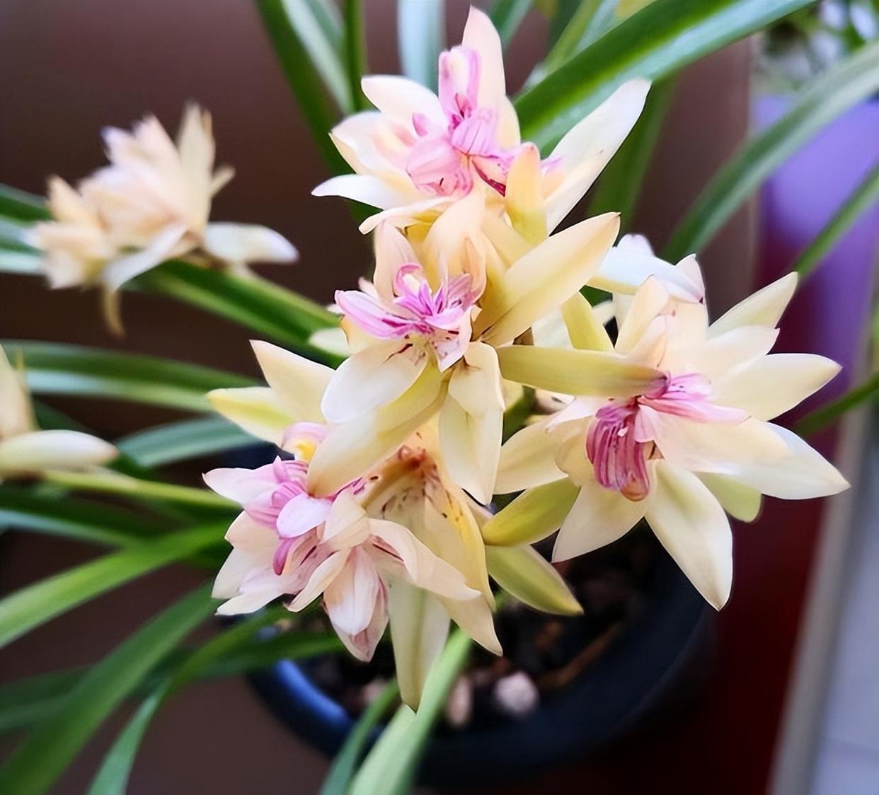 以奇特而闻名的兰花,富山奇蝶,比绿萝还好养,香气馥郁