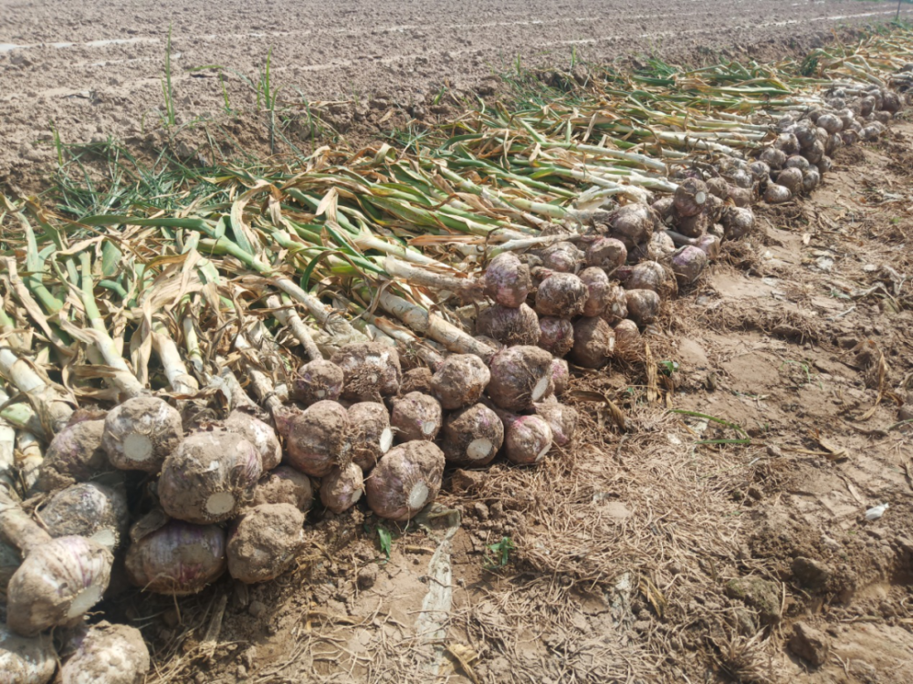 河南中牟900万斤紫皮大蒜价格暴跌,老人含泪求助!