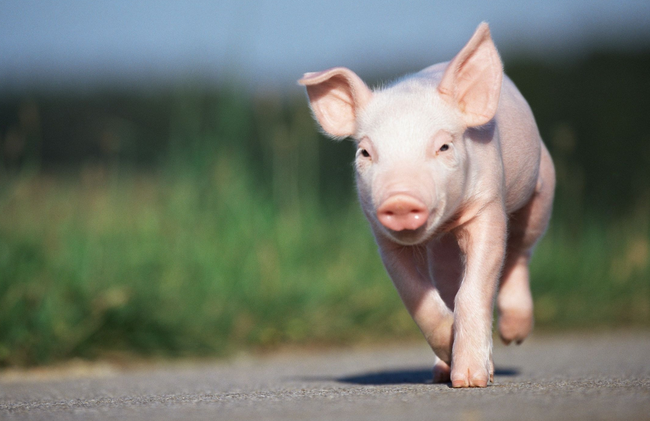 河南,湖南,四川,广东等地猪价走高?养殖业现乱象?端午节前夕