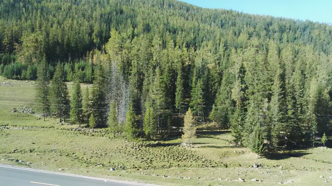 长生不老药?新疆冷杉被发现能"续命",网友:我国早就人工栽培