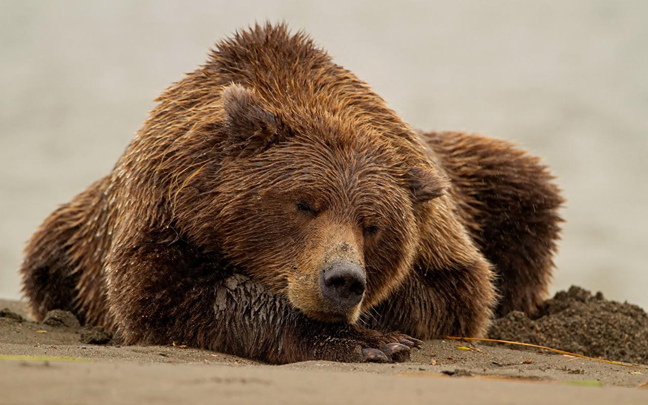 熊在冬眠狀態,不怕被食肉動物吃掉?冬眠中的母熊可以生寶寶嗎?