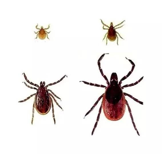 神秘的"飞行的硫酸":揭秘危险的空中生物——蠓虫