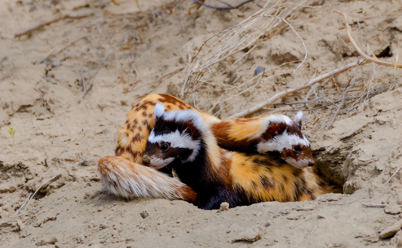 2008年陕西女孩救下受伤虎鼬,2年后遭恶意陷害,虎鼬护主揭开真相