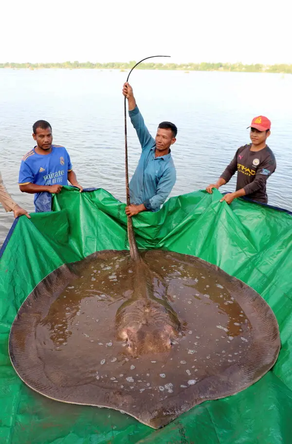 成为世界上最大的淡水鱼一年后,湄公河巨型黄貂鱼,秘密被揭晓