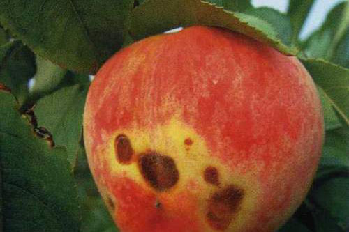 桃子患上炭疽病,造成大量落果,如何防治