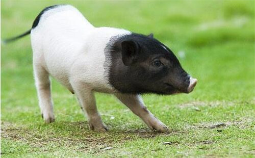 迷你猪?小香猪?长不大的猪真的存在吗?