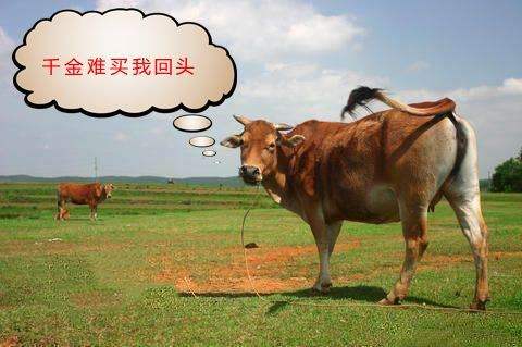 股市大神:股票出现"牛回头"形态,说明机会来了,散户要把握!