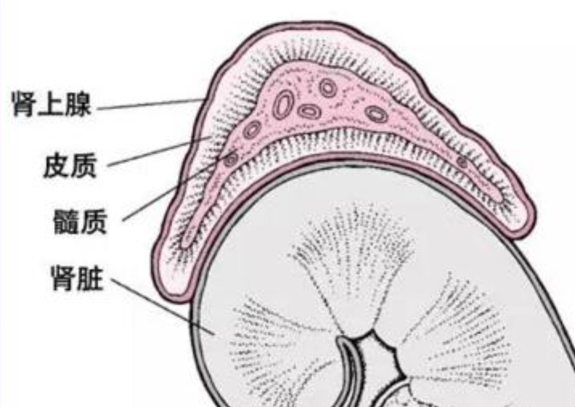 肾上腺转移癌,好发于患有恶性肿瘤的中老年人,男性多于女性