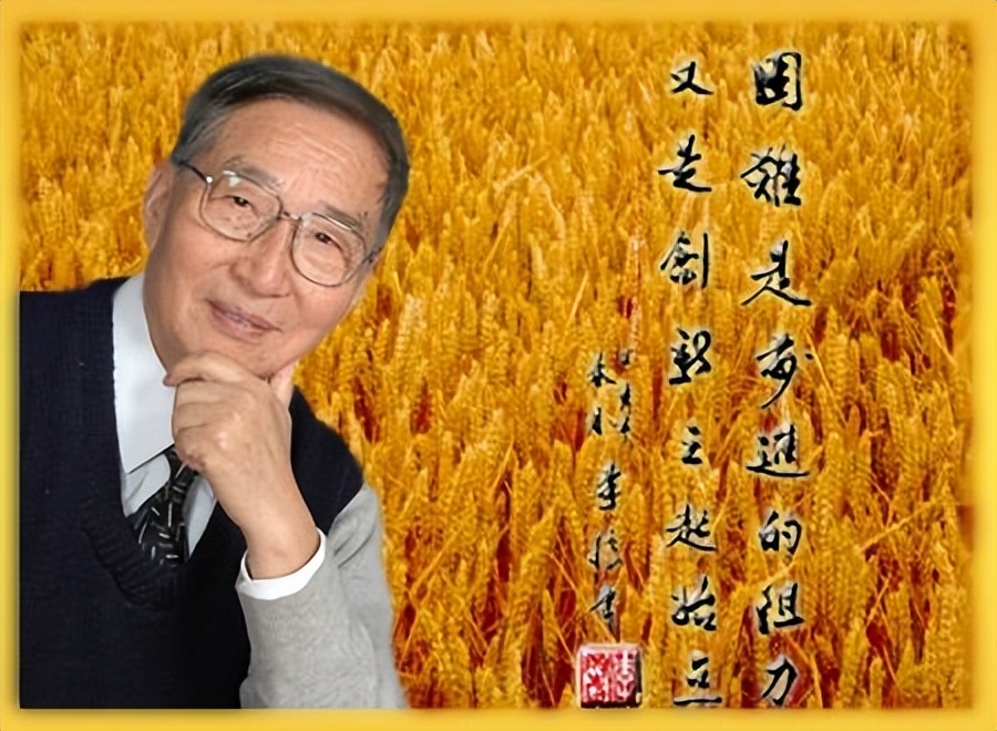 杂交小麦之父李振声:曾让小麦产量超越水稻,90多岁却鲜有人知