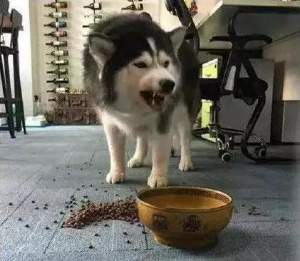 阿拉斯加犬咬人,可能是遇到了这几种情况,别触碰它底线