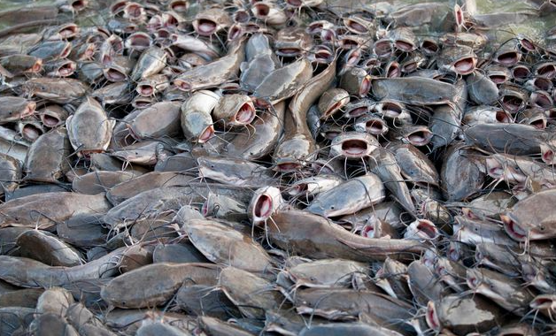 印度人为何不吃恒河里的鲶鱼?