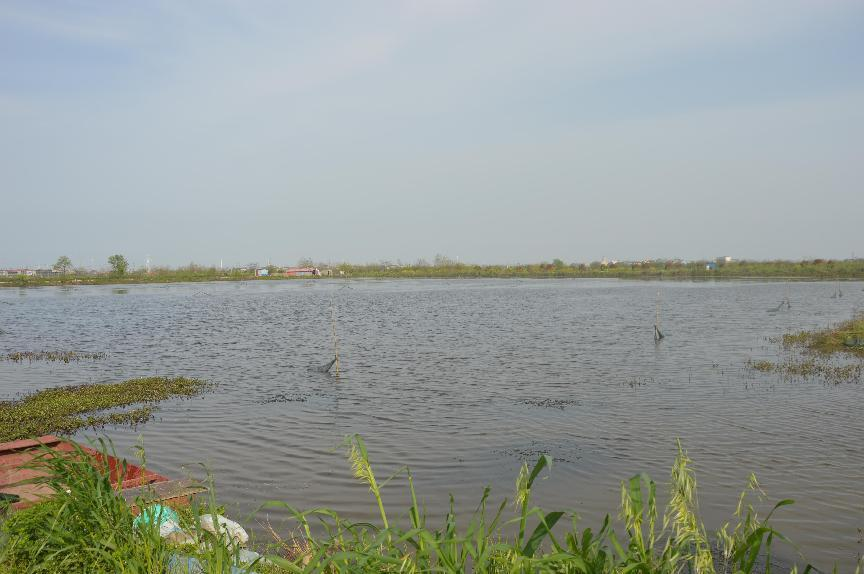 口碑制胜!龙感湖十多万亩龙虾塘,看养殖户认准了谁?