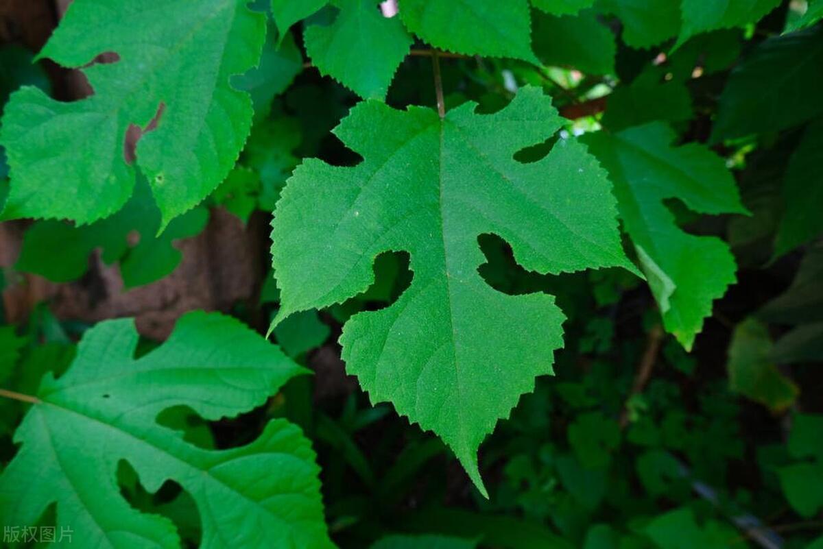 太空3度空间下的"砍树杀手"——构树的价值是什么?