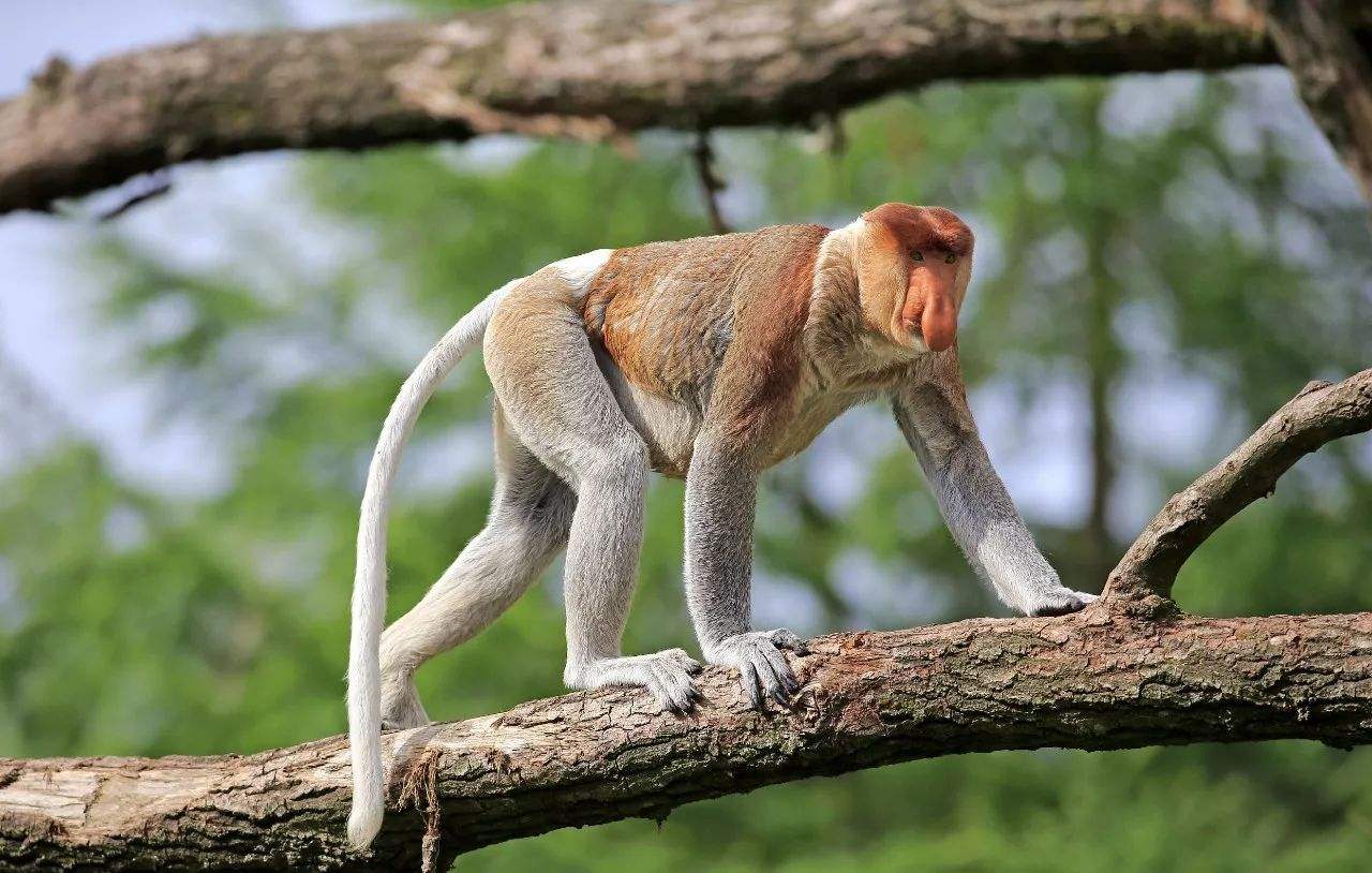 马来西亚最帅的猴子,配偶多到数不清,女游客表示太尴尬!