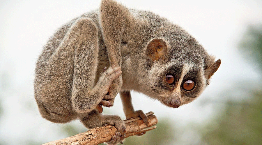 灰懒猴(gray slender loris)(十八)懒熊(sloth bears)懒熊,毛发蓬松