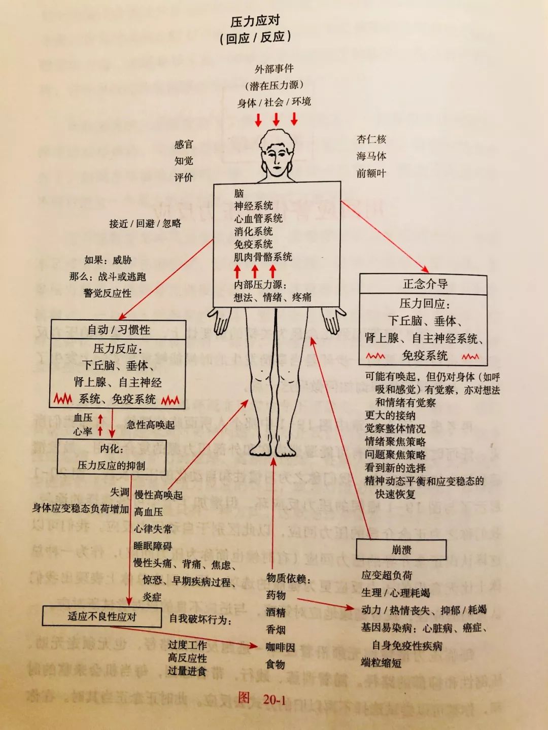 至亲必荐,不可错过,正念冥想圣经级读本,有图有真相
