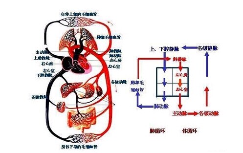 血液循环系统过程图片
