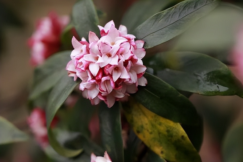 金边瑞香花的养殖方法和注意事项