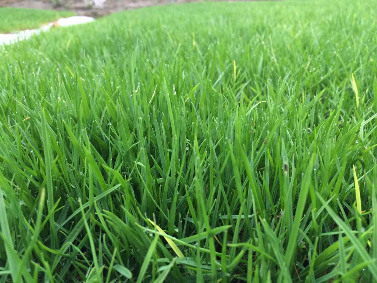 黑麦草是什么?什么季节种?种植方法是什么?