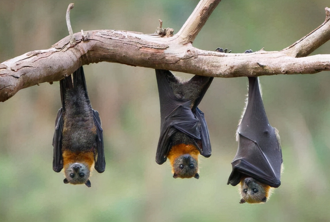 德阳夜空出现大量蝙蝠!铺天盖地,为何成群出现?人类遇到该咋办
