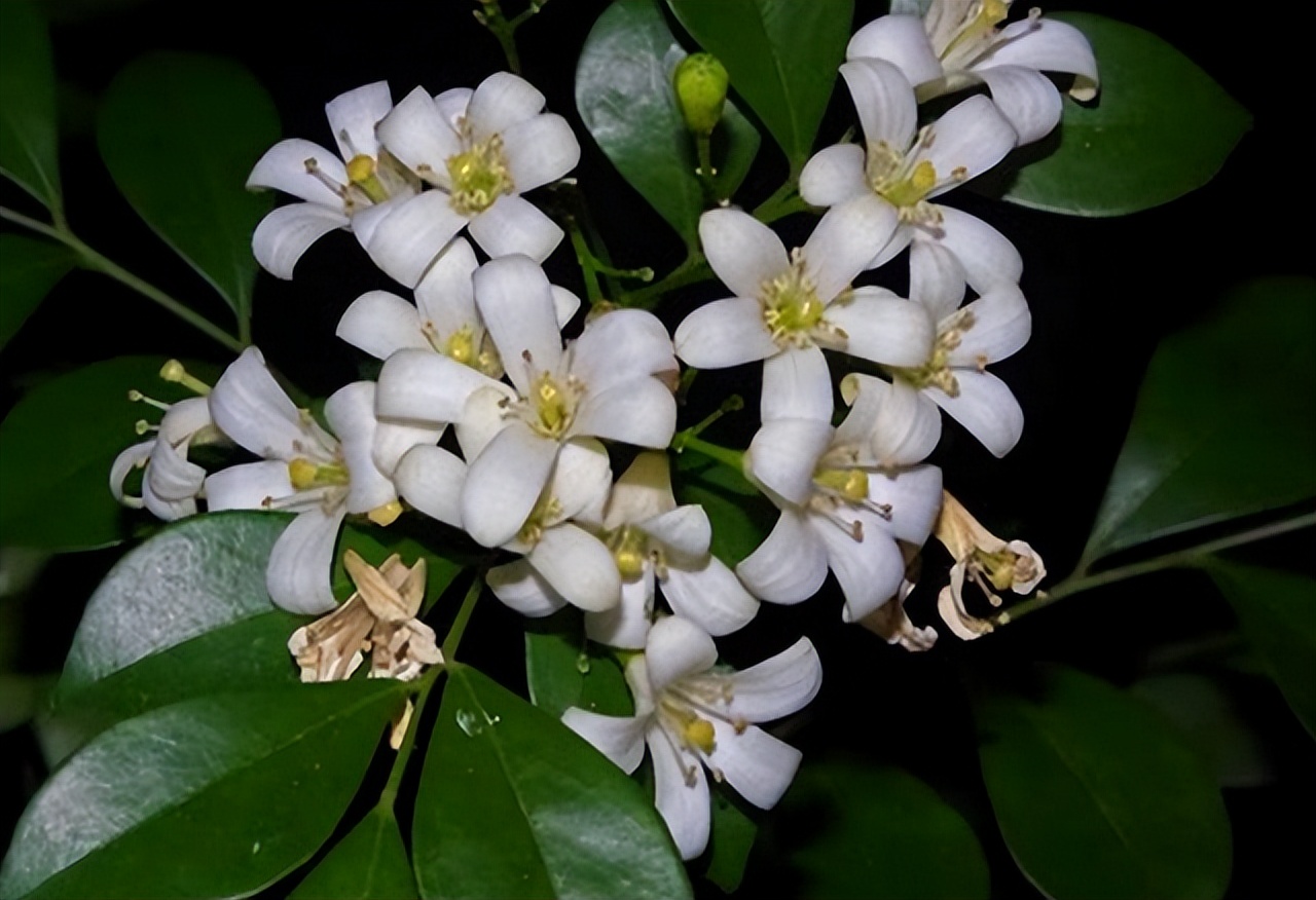 九里香花香浓郁,好看好种植,是不可多得的好花卉