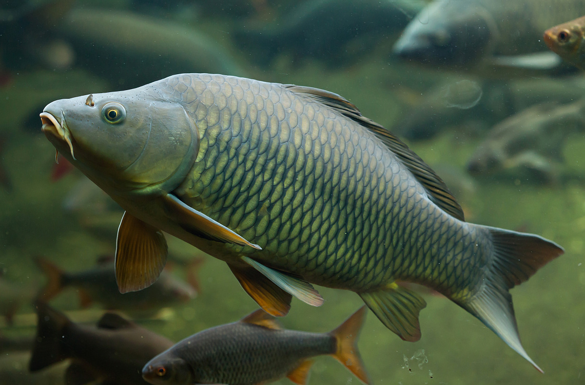 青鲫是"四大家鱼"之首吗?为什么现在很少人养也没人吃了?