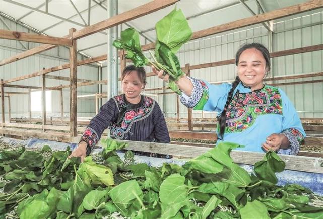 破茧成蝶——花垣县民乐镇响水村种桑养蚕侧记